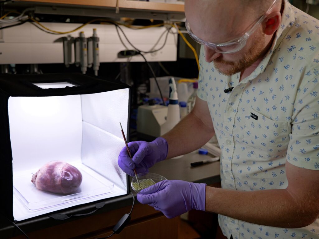 El investigador Matthew Davidson manipula un vendaje que podría colocarse sobre un corazón humano latiendo. En la imagen, un corazón de cerdo. Foto: Casey A. Cass/University of Colorado. 5.-El laboratorio de Jason Burdick produce biomateriales impresos en 3D que podrían colocarse sobre un corazón humano latiendo. En la imagen, un corazón de cerdo. Foto Casey A. Cass/University of Colorado.