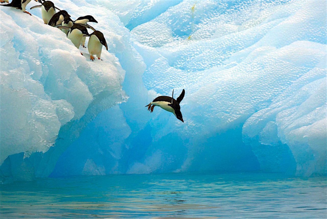 Imagen facilitada por WWF de pinguinos en la Antartida. La organización ecologista WWF pide crear una gran reserva marina protegida en la Antártida, al considerar que ayudará a mitigar los efectos del cambio climático y conservar la vida en ese continente. EFE