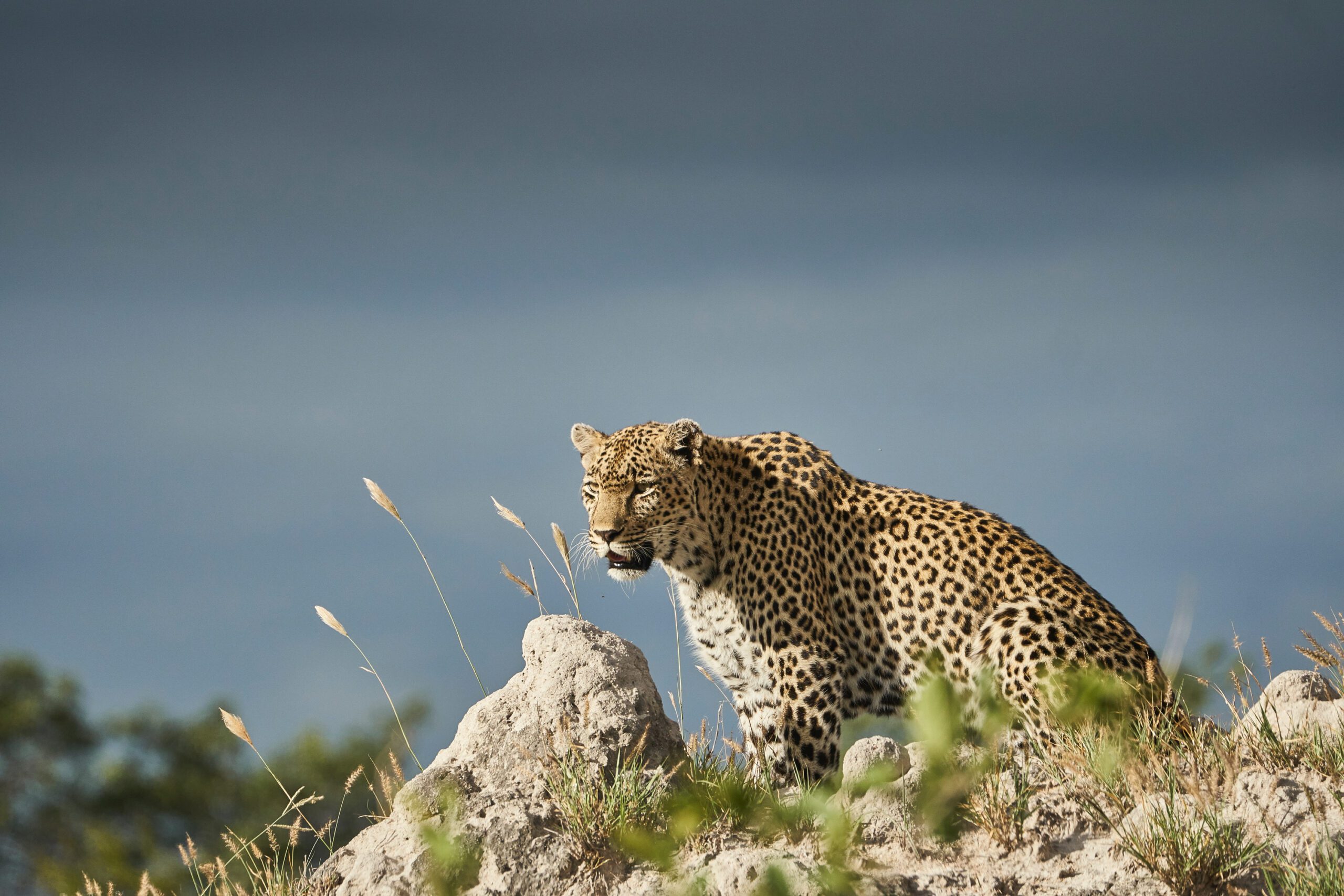 Karula, A female leopard sitting on a termite mound as a storm approaches in the Sabi Sand. (Photo: National Geographic/James Hendry)
