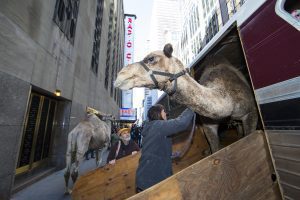 November 1, 2016: The annual animal load in for the Radio City Christmas Spectacular takes place at Radio City Music Hall in New York City. The animals are blessed by Cardinal Dolan before being brought in for first rehearsal for Christmas Spectacular.