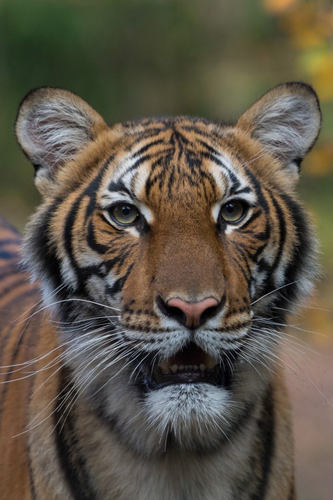Un tigre del zoológico del Bronx, en Nueva York, dio positivo de coronavirus. Su nombre es Nadia.( Foto: WCS)