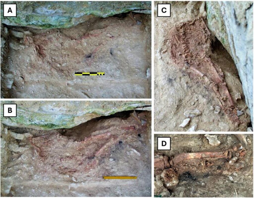 El carbón de la tumba. (A) Disperso en el sedimento que cubría los huesos (cuarto día de excavación, 20 de diciembre de 1998). (B) Emergiendo a lo largo del borde externo de la fosa (quinto día de excavación, 21 de diciembre de 1998). (C) Dispersos en la base de la fosa, a lo largo de la pierna derecha del niño, una vez que el esqueleto ha quedado totalmente al descubierto (undécimo día de excavación, 27 de diciembre de 1998). (D) Debajo de la tibia derecha del niño, donde se recogió la muestra de carbón fechada por radiocarbono. Crédito: João Zilhão y Cidália Duarte