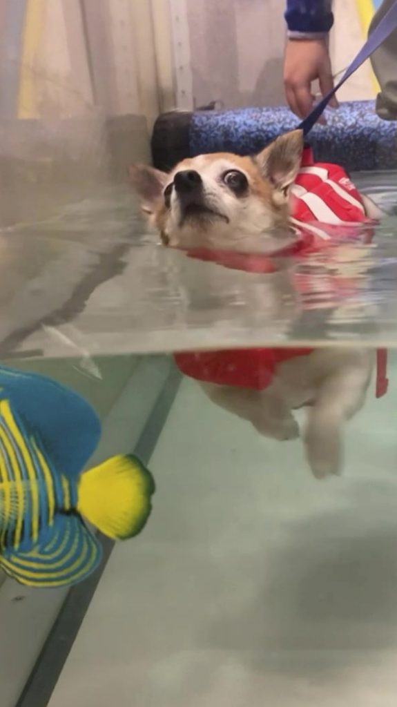 doggie-paddle-m-819525