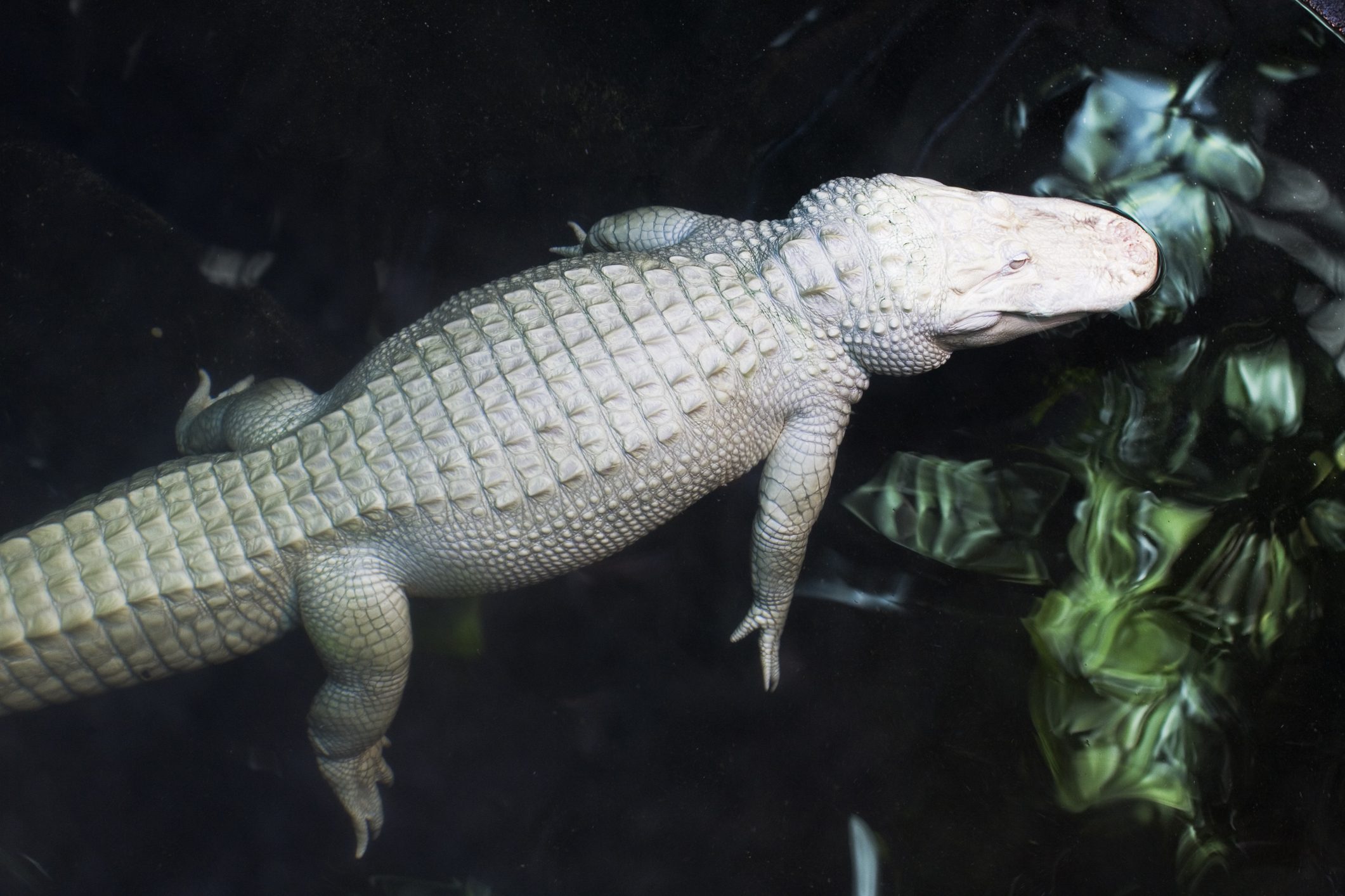 En la Florida se exhibió días atrás un cocodrilo puramente blanco que tiene 22 años de edad y 227 kilos de peso.