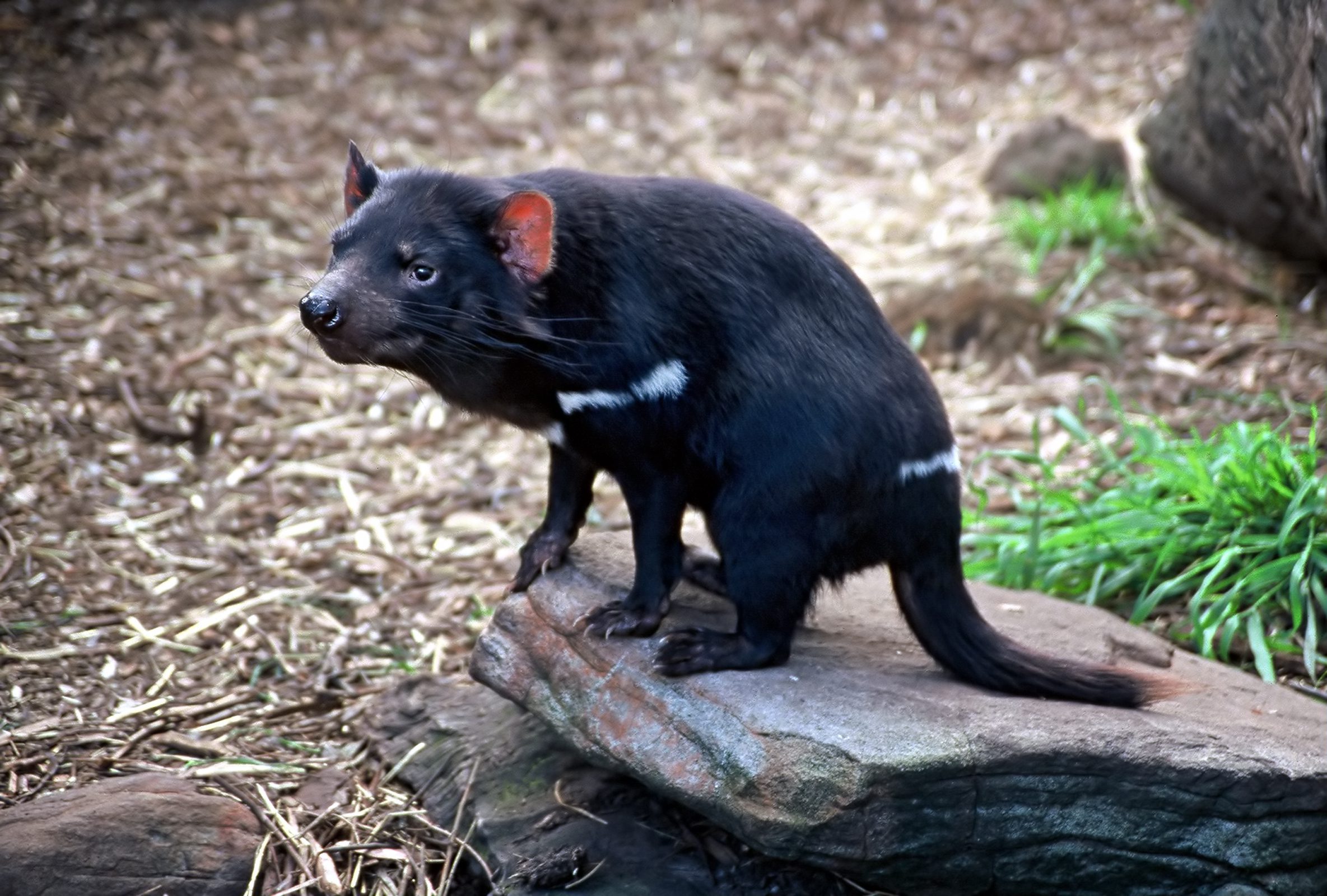 tasmania