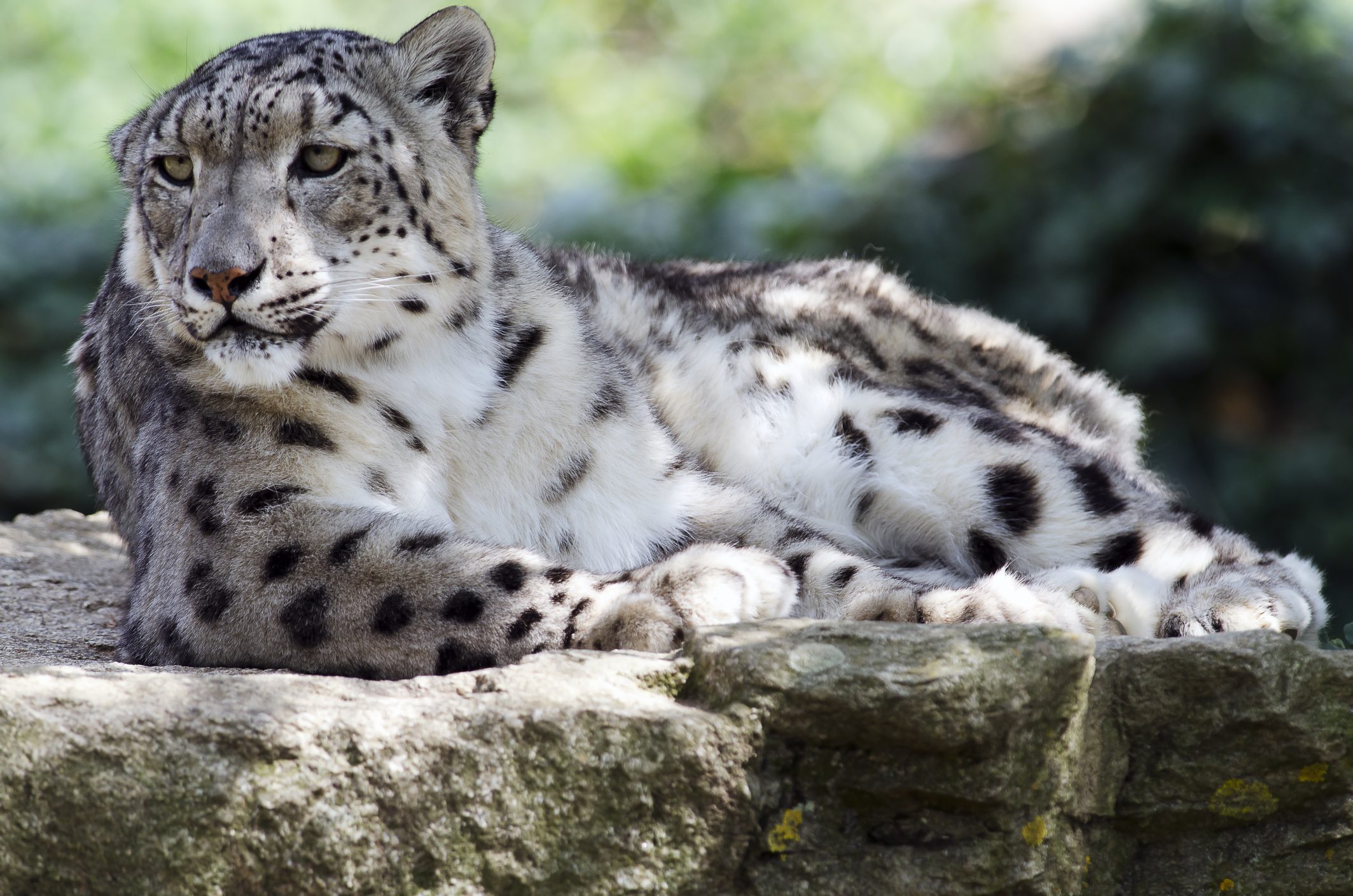 La pantera de las nieves es un predador muy fuerte, capaz de cazar animales que triplican su tamaño.