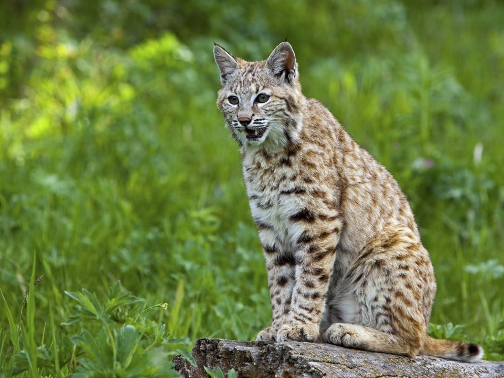 Las carreteras siguen representando un grave problema para este felino ya que muchos ejemplares siguen muriendo atropellados cada año. (Dreamstime)