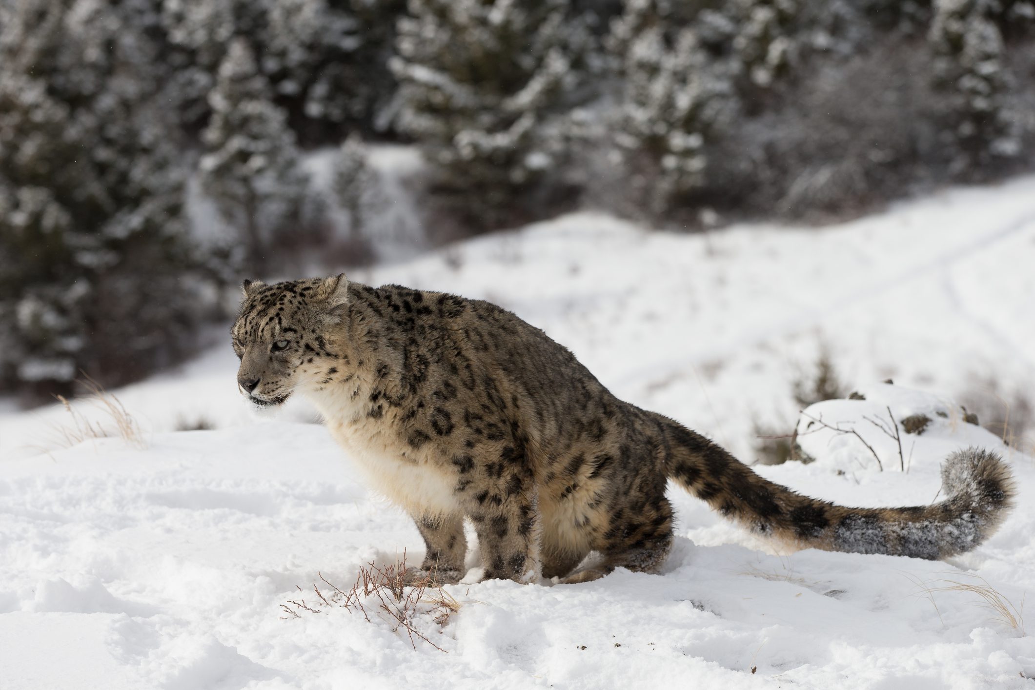 Estos felinos viven en montañas remotas a altitudes de hasta 6000 m.