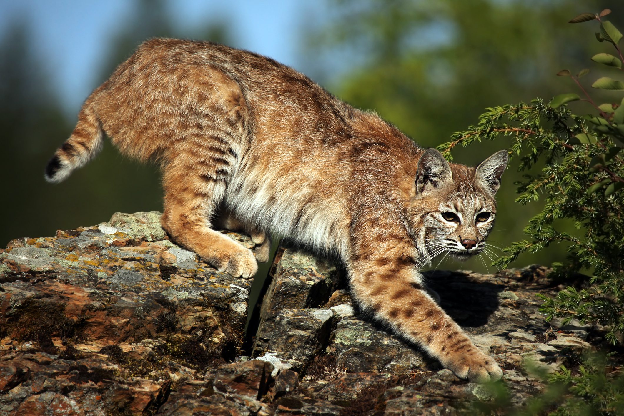 El lince tiene como base de su dieta al conejo. Aún así, la gestión de esta presa no se está haciendo de manera correcta ya que falta un estrategia nacional que unifique los criterios de gestión. (Dreamstime)