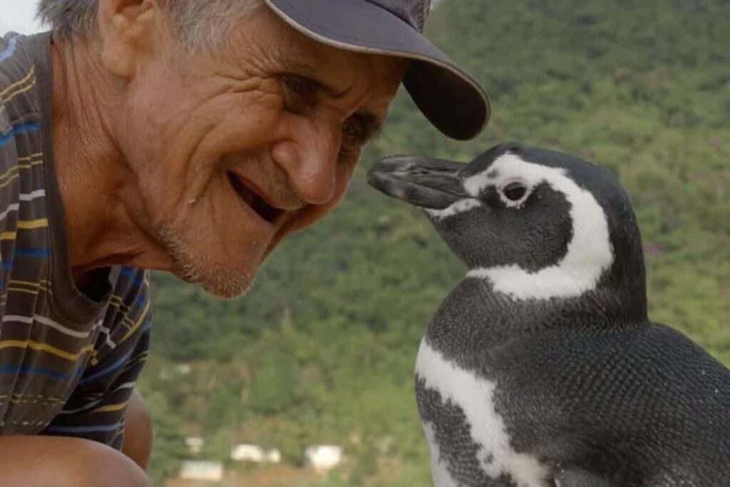 mi-amigo-pinguino-historia-real-dindim